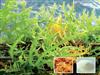 Carrageenan for Meat Process