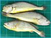 Big Yellow Fish 