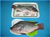 Tilapia Fish 