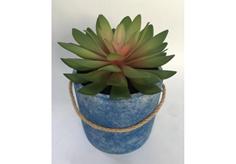 Succulent plant