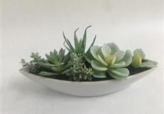 Succulent plant