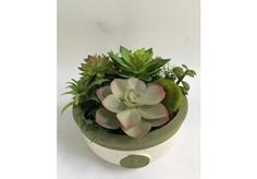 Succulent plant